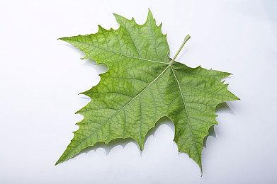 无法互通 《艾尔登法环：黑夜君临》无法进行跨平台联机